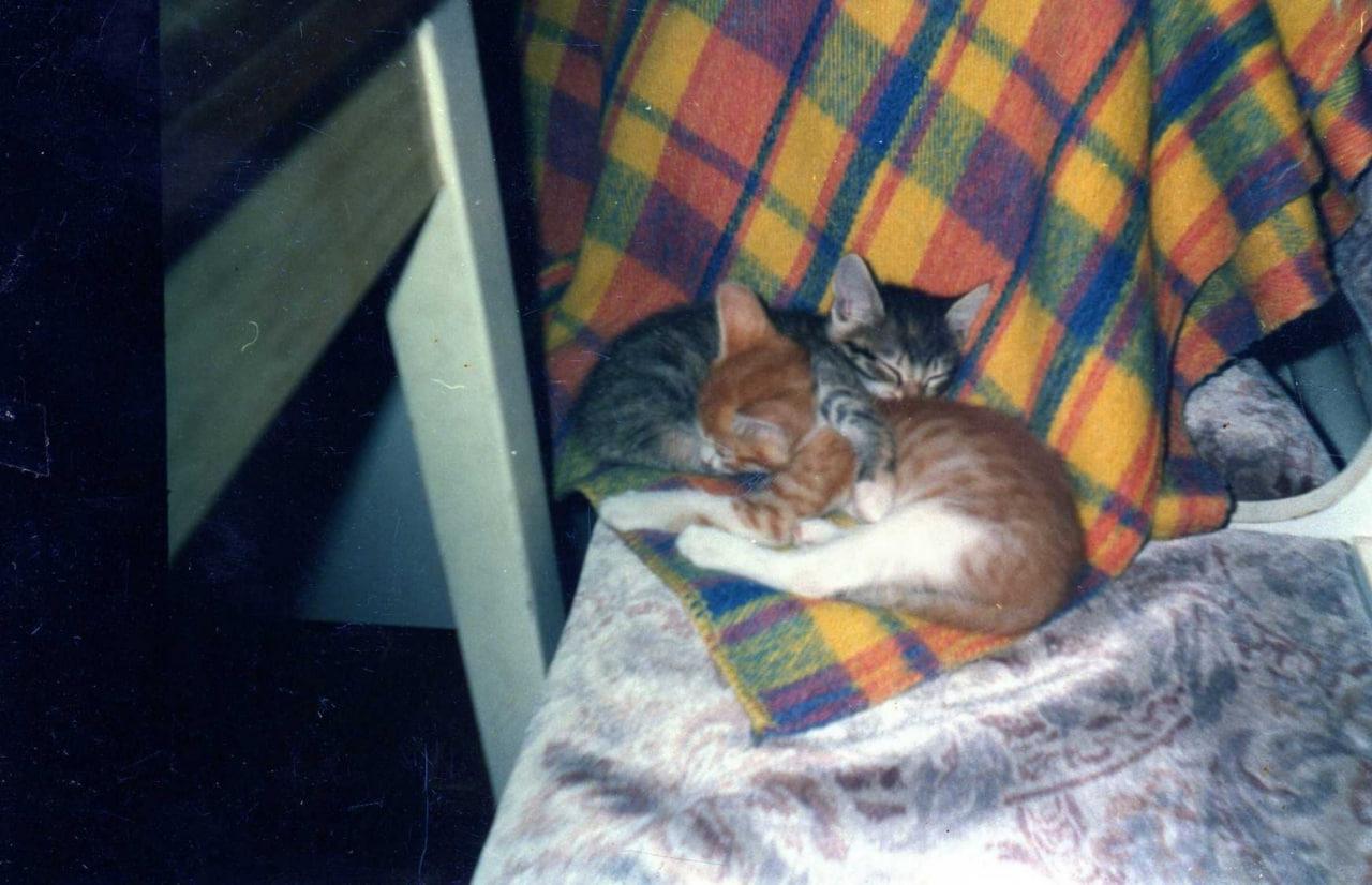 Фото Новосибирцы обняли кошек в честь праздника 9